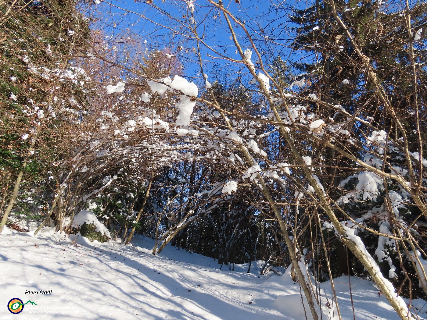 32 La neve ha piegato le piante .JPG